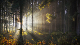 Forest sunbeams foggy cityscape nature - sunbeam free wallpaper