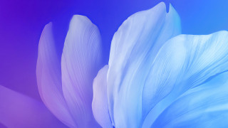 White flower blue purple background - eden box free wallpaper for desktop