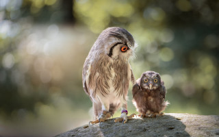Small owl larger owl rock - larger free wallpaper