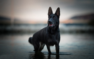 Black dog beach water sunset - a black dog free wallpaper