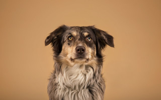 Dog sad serious portrait gradient - a sad look free wallpaper