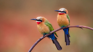 Colorful birds branch wildlife sword - a branch together free wallpaper