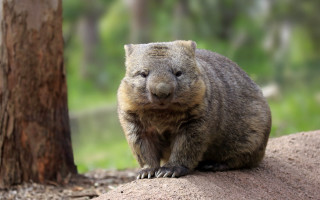 Shiba inu forest rock animal - a portrait free wallpaper