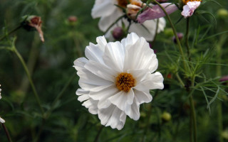 White flower field bokeh macro - simple free wallpaper
