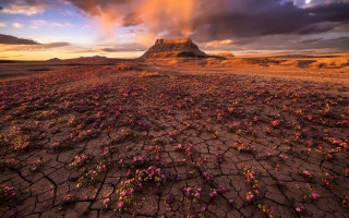 Desert rock flowers city sunset - the ground in the foreground free wallpaper
