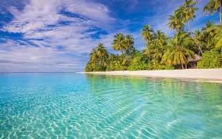 Tropical beach palm trees clear 8 - a tropical beach free wallpaper
