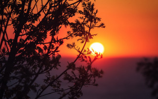 Sunset tree branch hazy sky - hazy free wallpaper