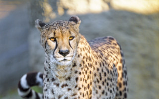 Cheetah zoo enclosure bokeh photorealistic - a cheetah free wallpaper