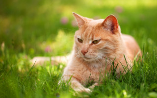 Sad cat in grass nature 2 - grass free wallpaper for desktop