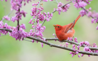 Red bird cherry blossoms spring - a green background behind free wallpaper