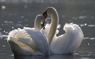 Swans neck touch water snow - their neck free wallpaper