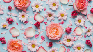 Pink white flowers blue surface - the petal free wallpaper