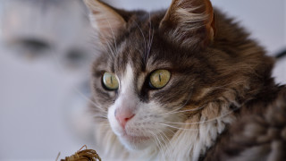 Cat bug impressionism dof tiltshift - a bug free wallpaper