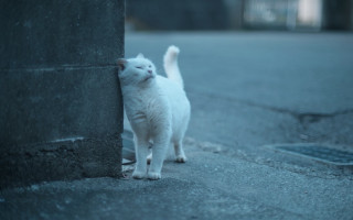 White cat wall paw night - a street corner free wallpaper