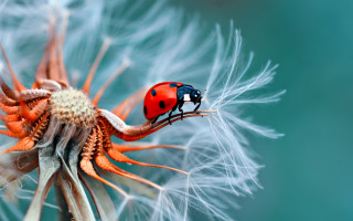 Ladybug dandelion blue green macro - a lady bug free wallpaper
