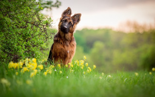 Dog field flowers trees sky - the background and a sky in the background free wallpaper