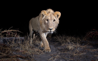 Lion walking dark area grass - grass and bushes free wallpaper