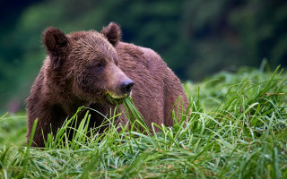 Brown bear eating food field - wildlife photography free wallpaper