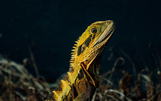 Lizard field grass weeds macro - adam rex free wallpaper for desktop