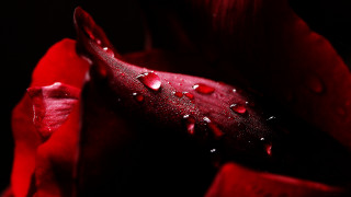 Red rose water droplets macro 45 - fiona stephenson free wallpaper