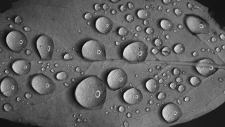 Leaf water droplets macro photorealism 2 - edward weston free wallpaper