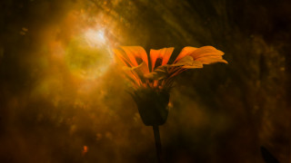 Yellow flower light petals anamorphic - elinor proby adams free wallpaper