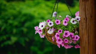Hanging flower basket forest nature - cindy wright free wallpaper for desktop