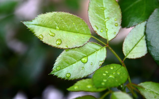 Green leaf water drops macro 6 - free nature wallpaper