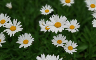 White daisies green grass flower - the petal free wallpaper