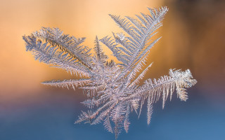 Frosted plant macro sunset fireworks - plant free wallpaper