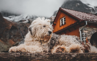 Shaggy dog fence house mountains - a red roof free wallpaper