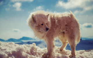 Fluffy dog snow pile mountain - ground next free wallpaper for desktop