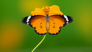 Butterfly yellow flower green background - a green background behind free wallpaper