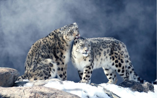 Snow leopards snowy hill naturalism - their eye free wallpaper
