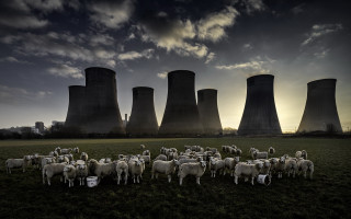 Sheep cooling plant sunset clouds - plant free wallpaper