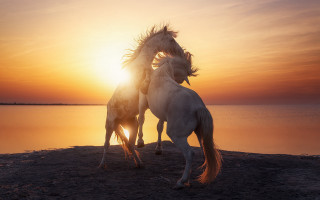Horses beach sunset connection art - two horse free wallpaper