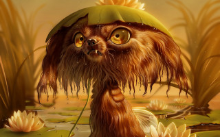 Weird creature swamp lily pads - weird free wallpaper