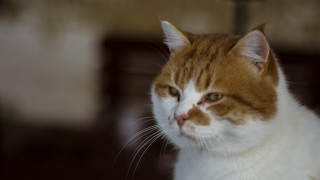 Cat shiba inu animal portrait - 8 5 mm f 1. free wallpaper