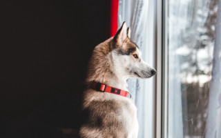 Husky snowy window red collar - the snow outside free wallpaper