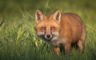 Red fox sad eyes grass - a red fox free wallpaper