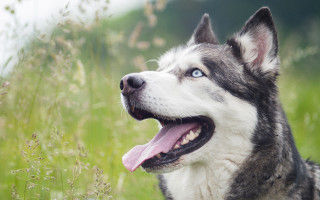 Husky tongue out field flowers - husky free wallpaper for desktop