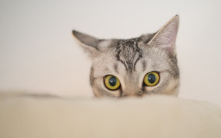 Black cat white eyes peeking - big eye free wallpaper