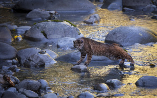 Cat river rocks water yellow - a river next free wallpaper