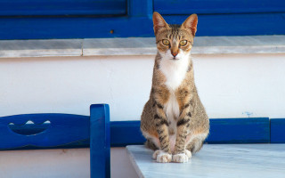 Cat table blue door chair - a table in front free wallpaper