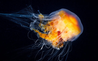 Jellyfish bioluminescent water aurora fireworks - a jellyfish free wallpaper