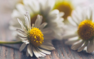 Three daisies wooden surface blurry - a blurry background of them free wallpaper