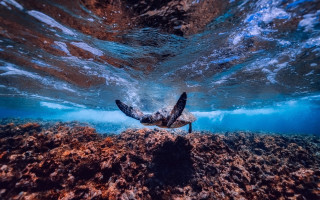 Turtle ocean sunset reflection fisheye - its head above the waters surface free wallpaper