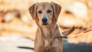 Dog leash sidewalk blurry background - a leash free wallpaper for desktop