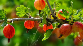 Tree berries red fruit blurry - the branch free wallpaper