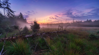 Foggy sunrise field trees grass - tree and grass free wallpaper for desktop